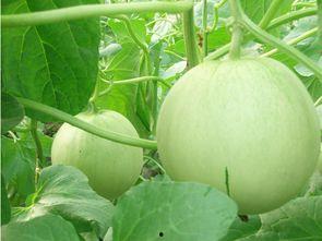 娱乐吃瓜和导演吃瓜区别,揭秘幕后真相的两种视角